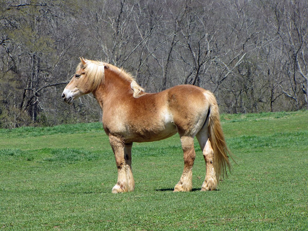 Quelle: http://commons.wikimedia.org/wiki/File:Belgian_draft_horse2.jpg#mediaviewer/File:Belgian_draft_horse2.jpg